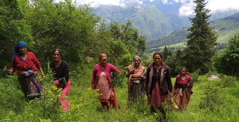 Sarmoli-Jainti Van P